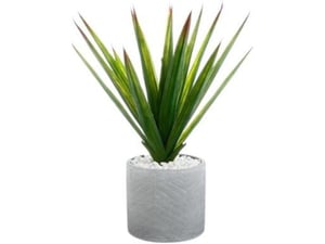 Atmosphera Aloe vera u saksiji 44x47cm