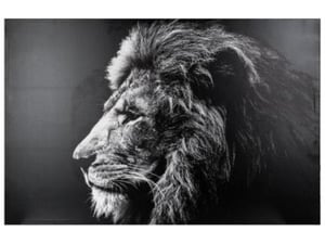 Atmosphera Slika na platnu Lion 78x118cm