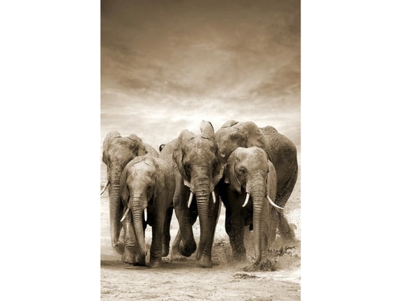 DekorDom Slika 60x90cm Toir21117 - Elephants