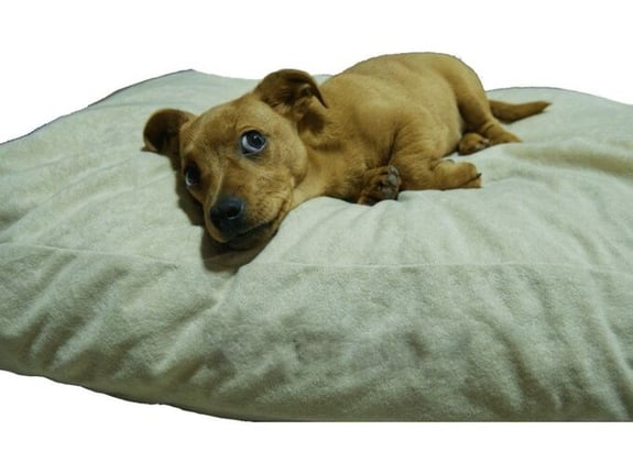 Spott Pet Dušek mikrofiber 140x90 /25 cm