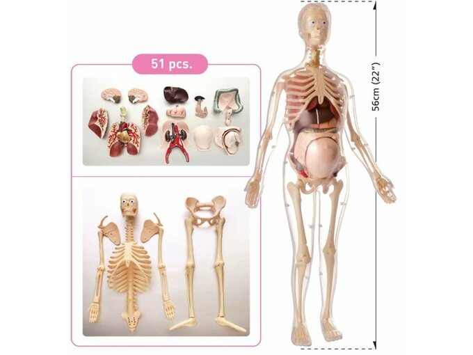 Pertini Anatomija Trudne Žene Mk064
