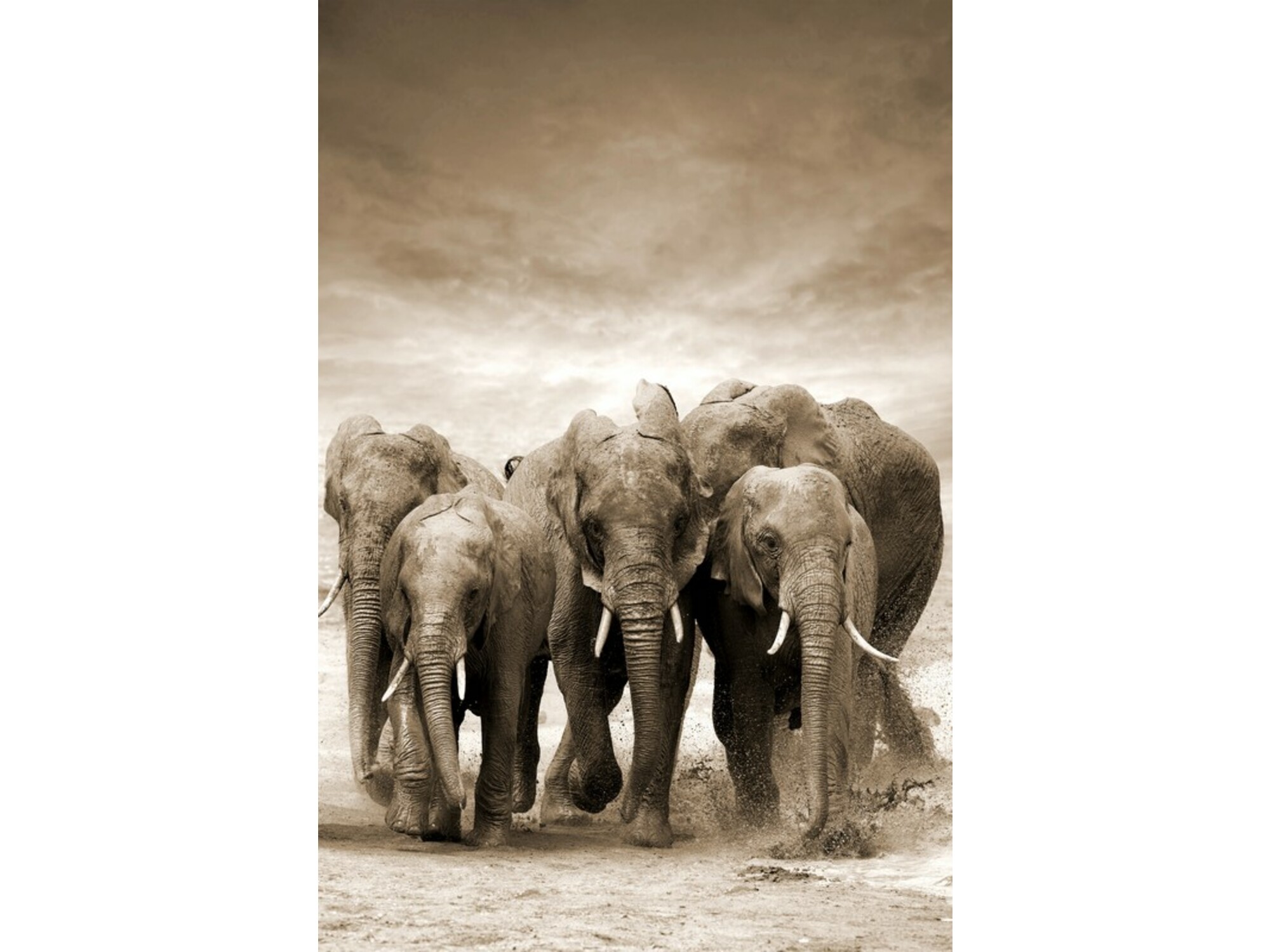 DekorDom Slika 60x90cm Toir21117 - Elephants