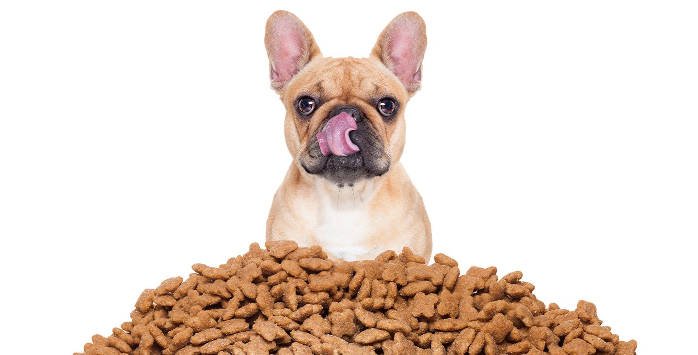 Hrana za pse kompletan vodic