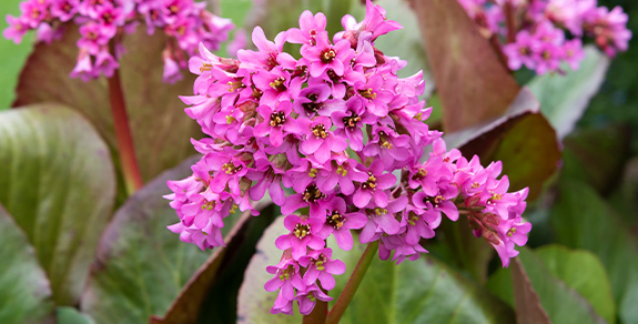 Balkonsko cveće - Shoppster Blog Balkonsko cveće - Shoppster Blog