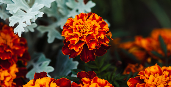 Balkonsko cveće - Shoppster Blog Balkonsko cveće - Shoppster Blog