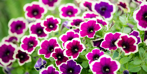 Balkonsko cveće - Shoppster Blog Balkonsko cveće - Shoppster Blog