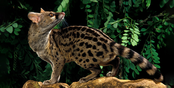 Kopi Luvak kafa Kopi Luvak kafa